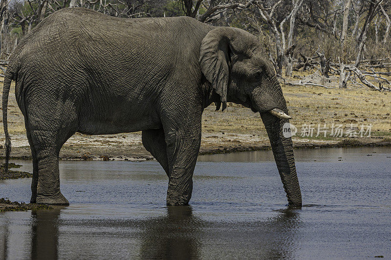 非洲象饮水，Loxodonta africana，丘比国家公园Savute地区，博茨瓦纳，长鼻，象科